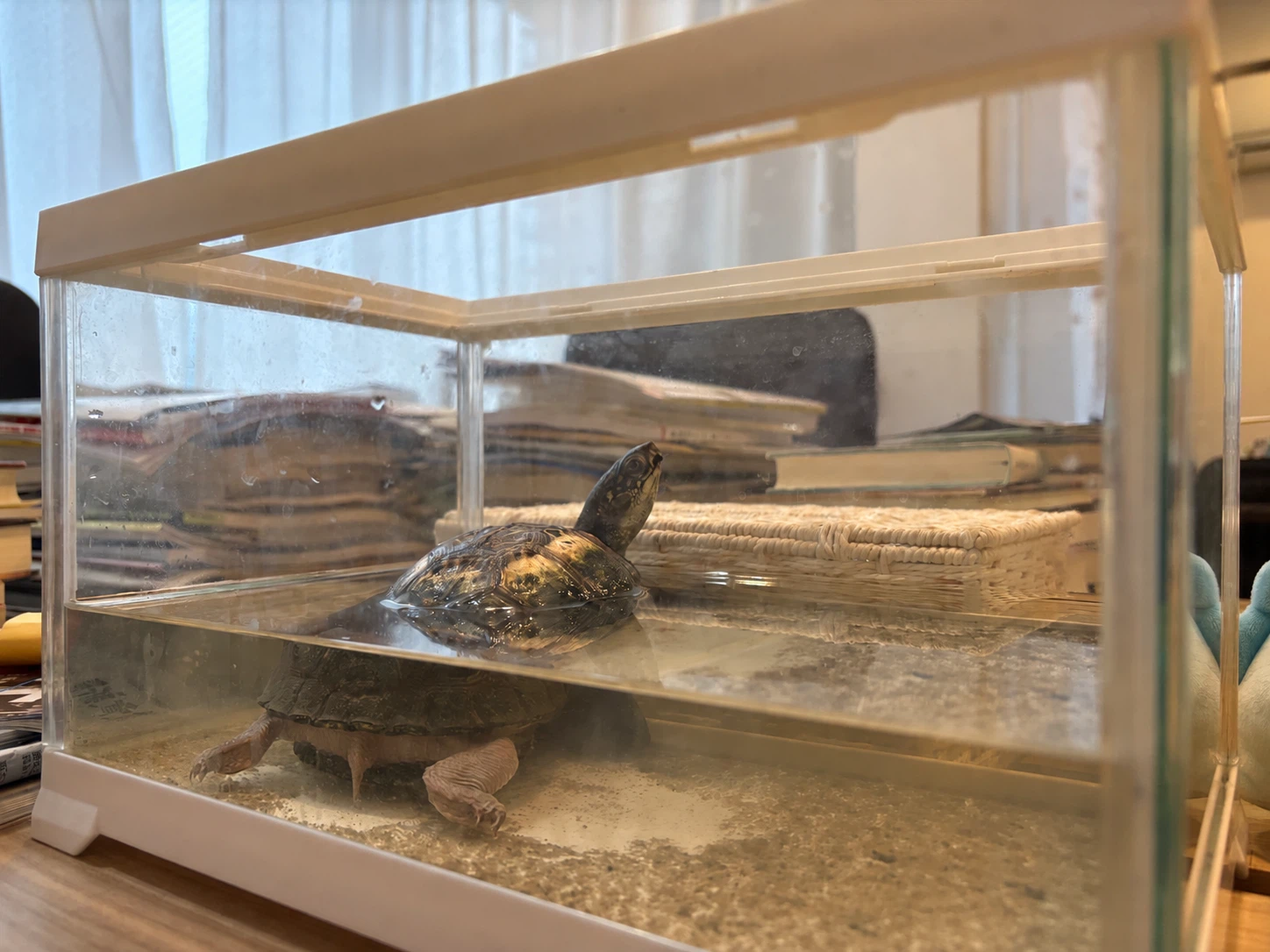 水槽の中で首を伸ばすカメのPSI君
